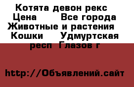 Котята девон рекс › Цена ­ 1 - Все города Животные и растения » Кошки   . Удмуртская респ.,Глазов г.